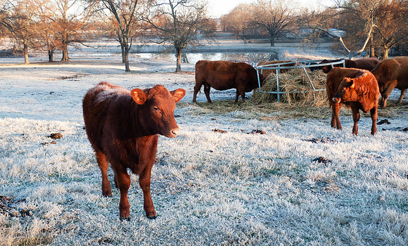 Cattle in a winter pasture eating hay on a frosty morning with c