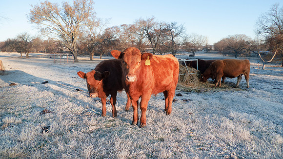 Cows eating hay in winter time with frosty morning