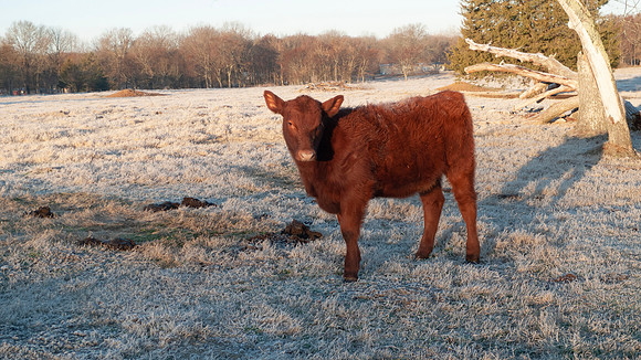 Heifer on a frosty morning, red Angus beef calf in a snowy pastu