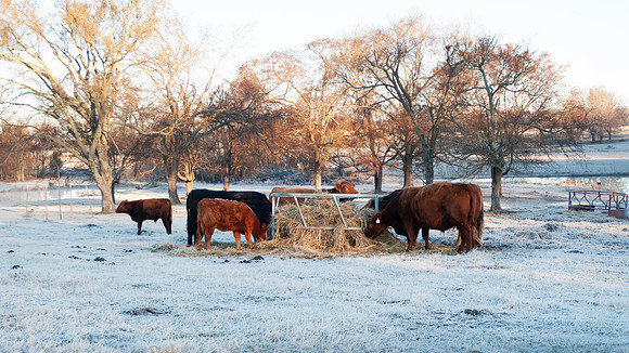 Cattle in a winter pasture eating hay on a frosty morning