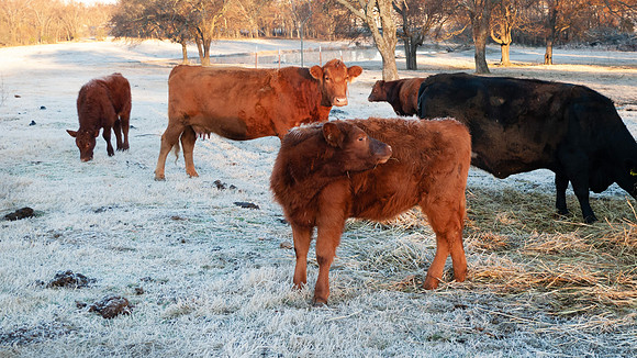 Cows in a frosty winter pasture, calf and cows