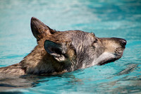 Czechoslovakian Vlciak,  dog swimming closeup of head