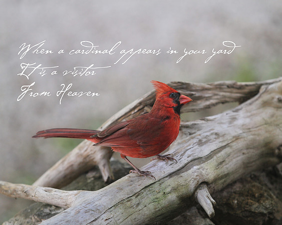 Cardinal 8x10