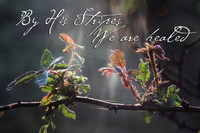 Bible Verse Isaiah 53:5