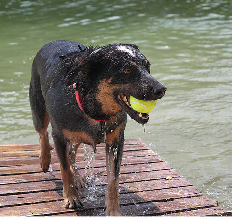 Wet dog with ball