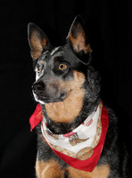 Female Blue Heeler with bandana