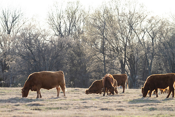 Cattle grazing in early spring, backlit by the sun