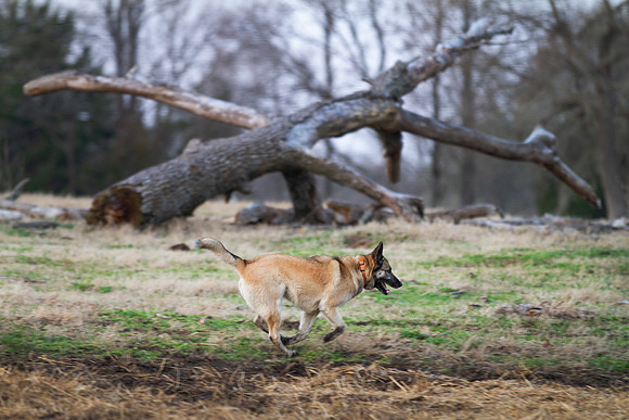 Dog running free on the farm wearing an orange collar