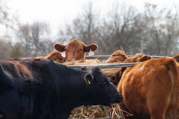 Cows eat hay at the bale feeder, red and black Angus cattle
