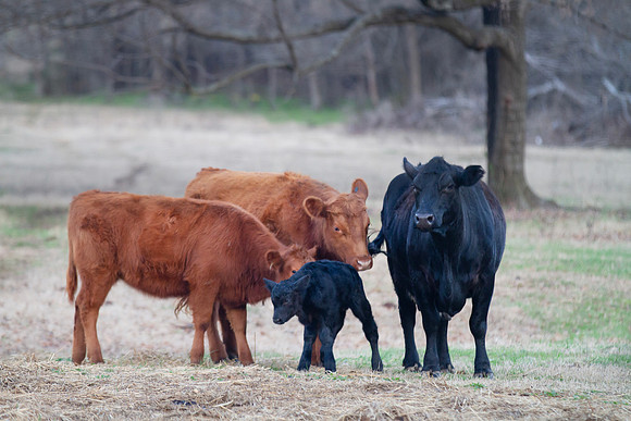 Newborn calf with the herd