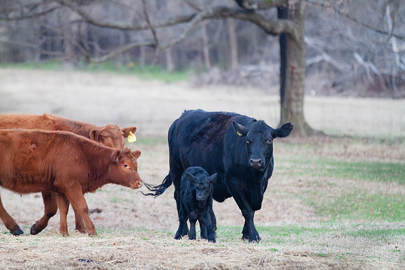 Newborn calf with the herd