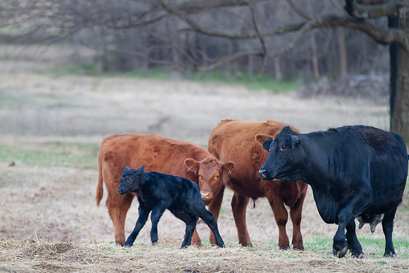 Newborn calf with the herd