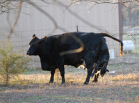 Cow gives birth to newborn calf