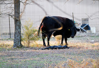 Cow gives birth to newborn calf