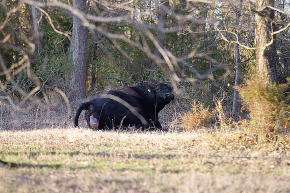 Cow gives birth to newborn calf