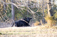 Cow gives birth to newborn calf