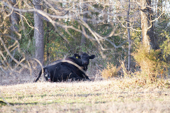 Cow gives birth to newborn calf