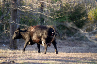 Cow gives birth to newborn calf