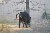 Cow gives birth to newborn calf
