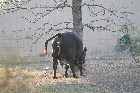 Cow gives birth to newborn calf
