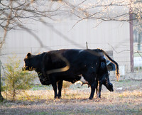 Cow gives birth to newborn calf