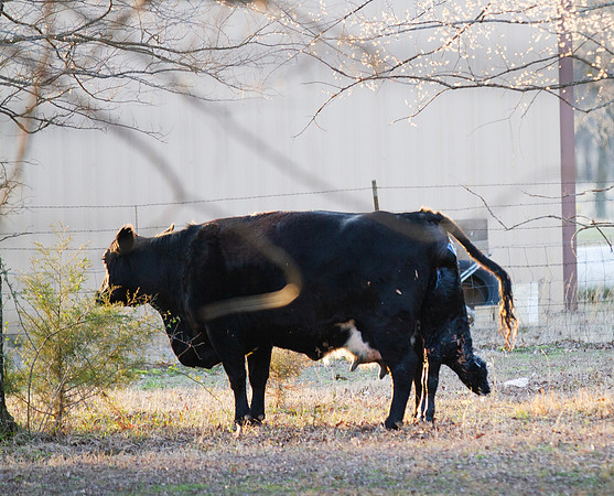 Cow gives birth to newborn calf