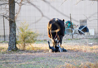 Cow gives birth to newborn calf