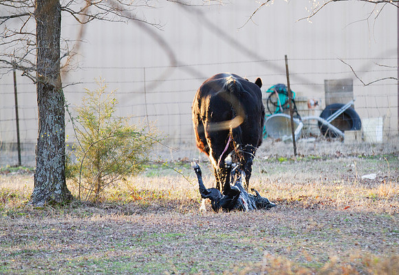 Cow gives birth to newborn calf