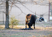 Cow gives birth to newborn calf