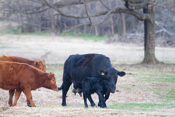 Newborn calf with the herd