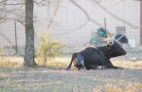 Cow gives birth to newborn calf