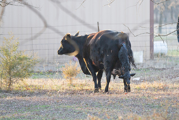 Cow gives birth to newborn calf