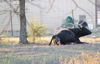 Cow gives birth to newborn calf
