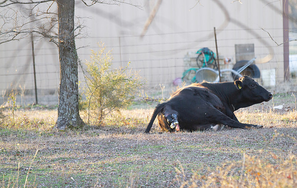 Cow gives birth to newborn calf