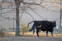 Cow gives birth to newborn calf