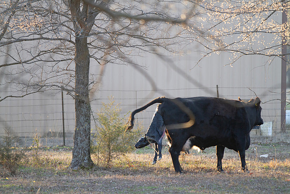 Cow gives birth to newborn calf