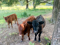 Red and Black Angus Beef calves in the field with trees