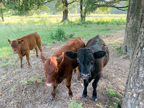 Red and Black Angus Beef calves in the field with trees