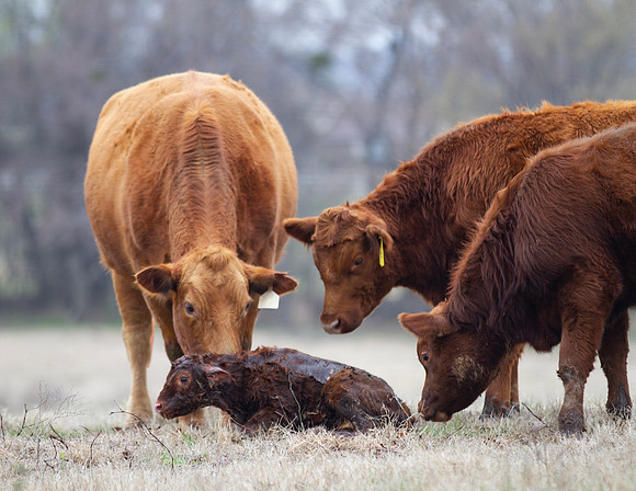 Cow and Calf Pair in spring calving season