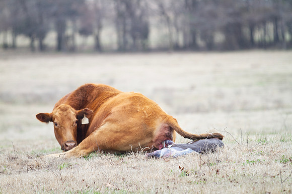 Cow and Calf Pair in spring calving season