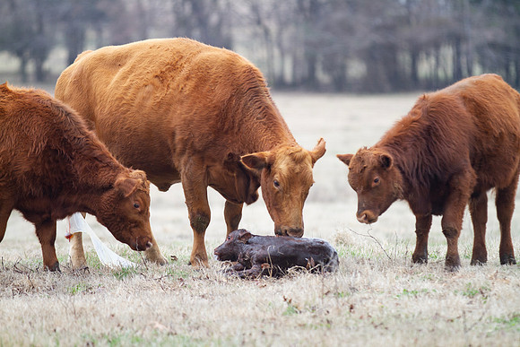 Cow and Calf Pair in spring calving season