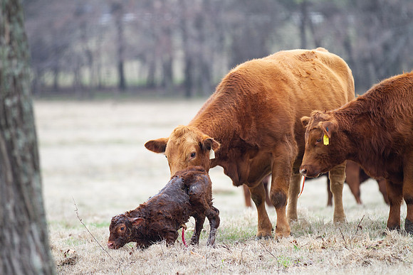 Cow and Calf Pair in spring calving season