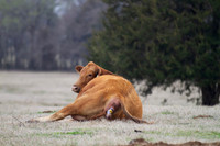 Cow giving birth, beginning stages