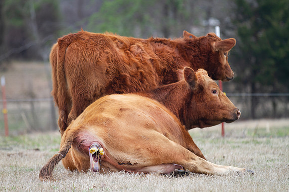 Cow giving birth, beginning stages
