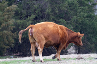 Cow giving birth, beginning stages