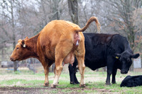 Cow giving birth, beginning stages