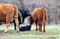 Cow giving birth, beginning stages