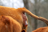 Cow giving birth, beginning stages