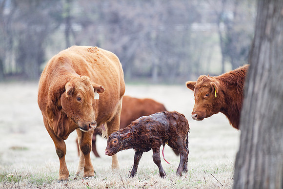 Cow and Calf Pair in spring calving season