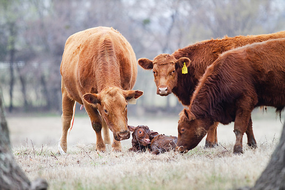 Cow and Calf Pair in spring calving season